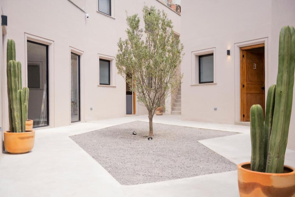 a courtyard with cactuses and a tree in a building at Patio 7 Studios in San Miguel de Allende
