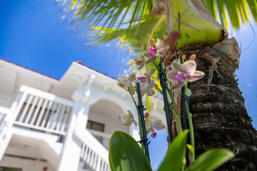 Palm Breeze Hotel photo