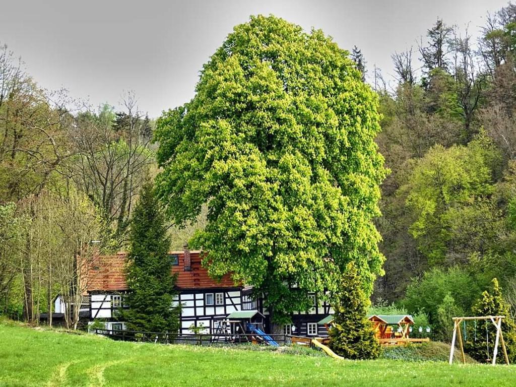 a large tree standing in front of a house at Gaststätte & Pension Lochbauer in Plauen