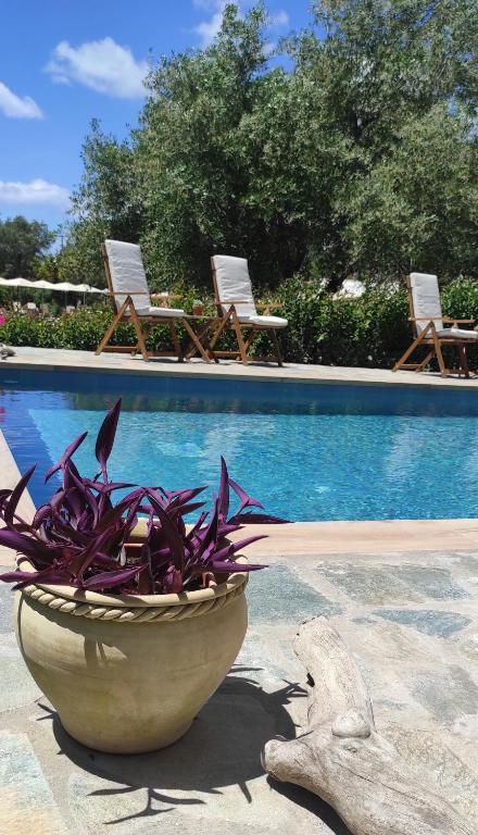 a plant in a bowl next to a swimming pool at Donatos Parga - Apartments & Studios in Parga