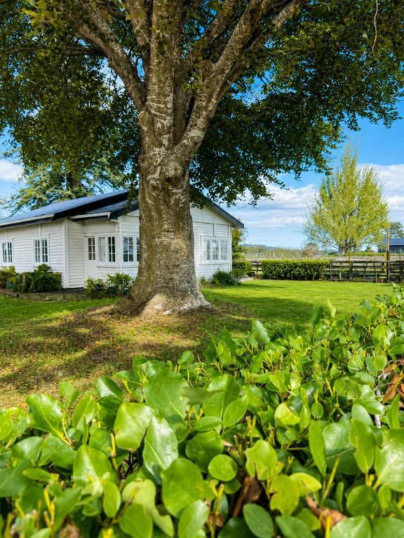 a large tree in front of a white house at Farm Stay | Near Airport & Mystery Creek in Tamahere