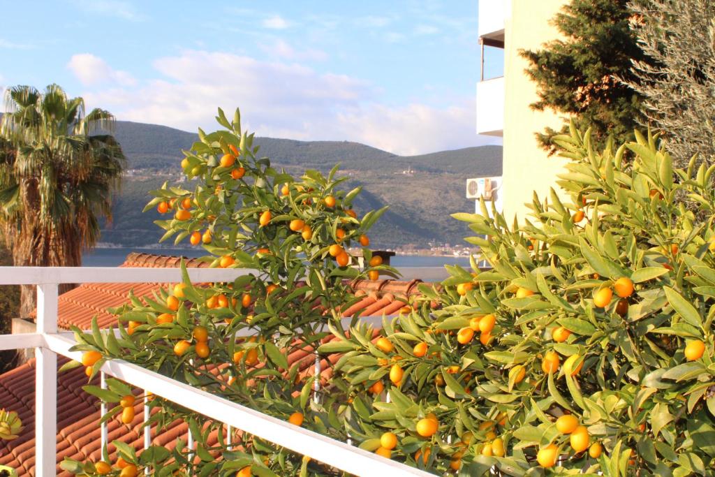 Guest House Tomanovic - 9