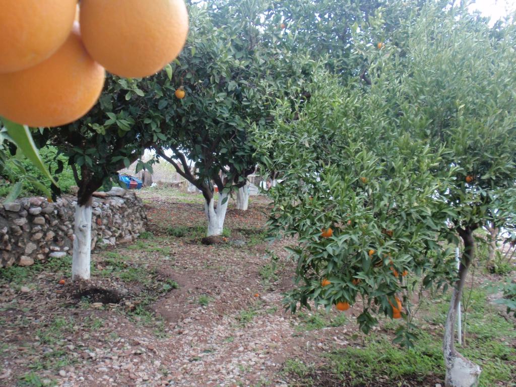 Ogród w obiekcie Antouan Matina