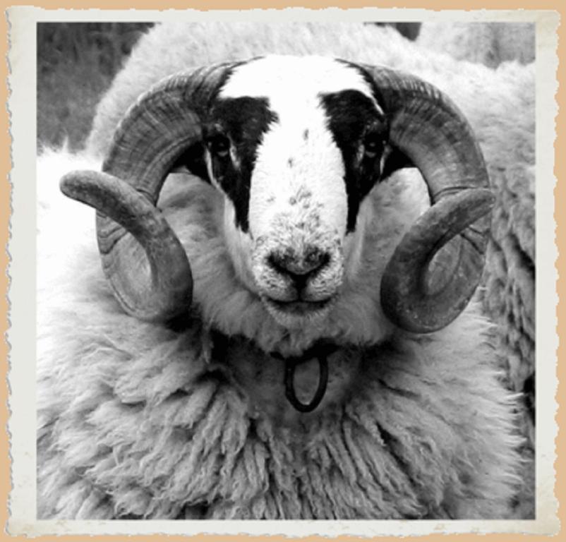 a ram with curved horns is looking at the camera at L'Hôtel du Mouton blanc in Fresne-Saint-Mamès