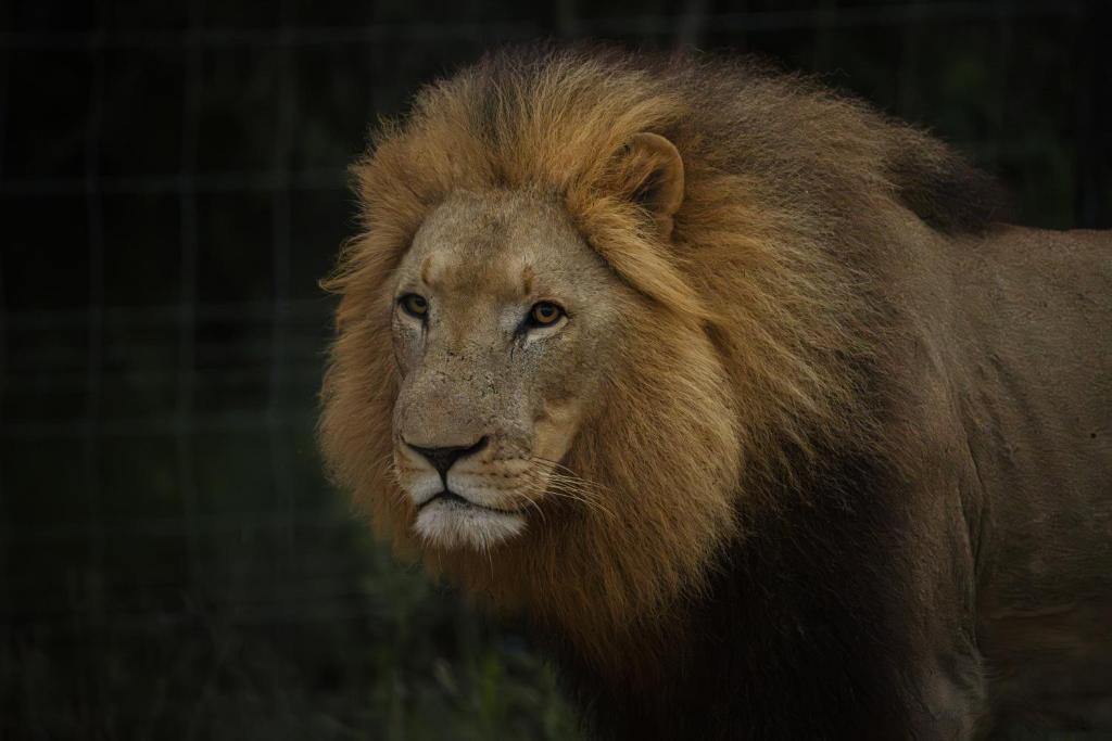 a lion with a long mane is standing at Hlane Royal National Park in Simunye