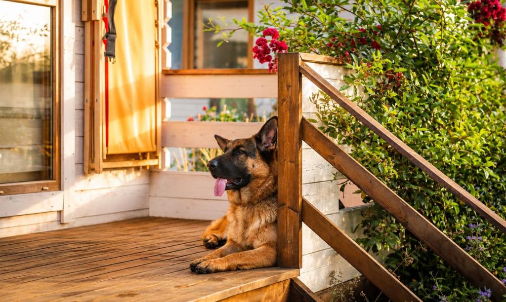 a dog sitting on the porch of a house at Sielankownia in Radków