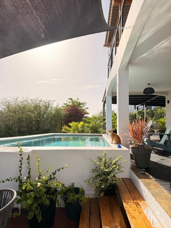 a swimming pool on a patio with potted plants at Kahlúa Suites in Grote Berg