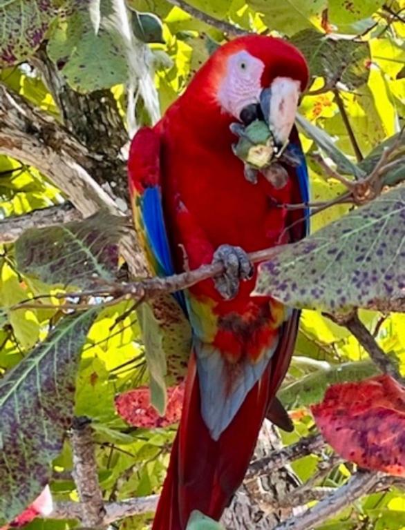 a red parrot is sitting on a tree branch at Riverside Apartments in Jacó