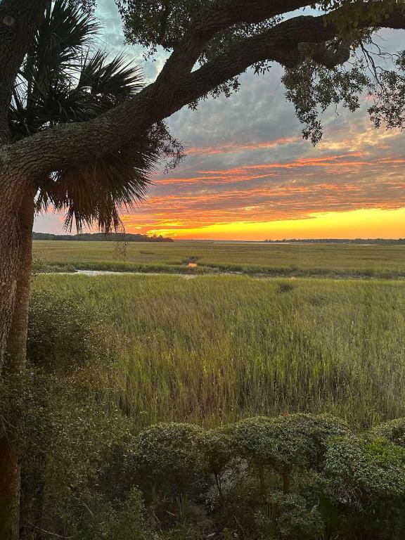 a tree in a field with a sunset in the background at 1806 Heron Point in Summerville