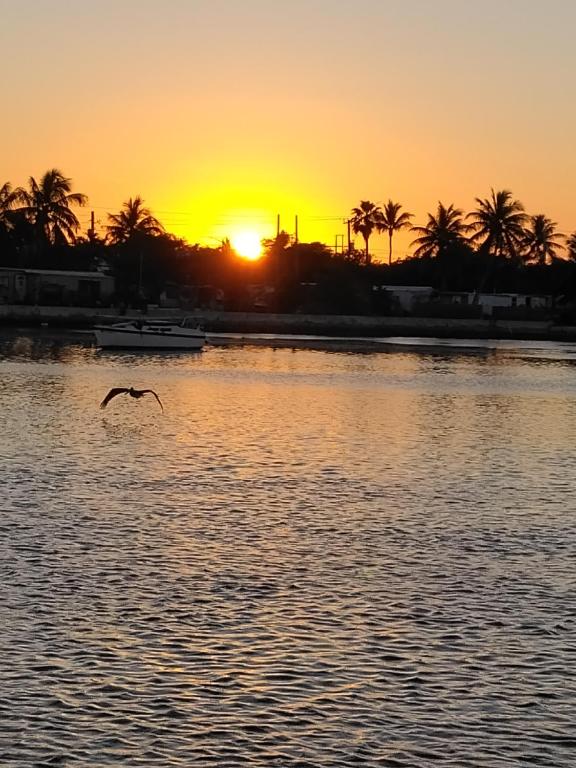 a bird flying over the water at sunset at party like a local in Key West