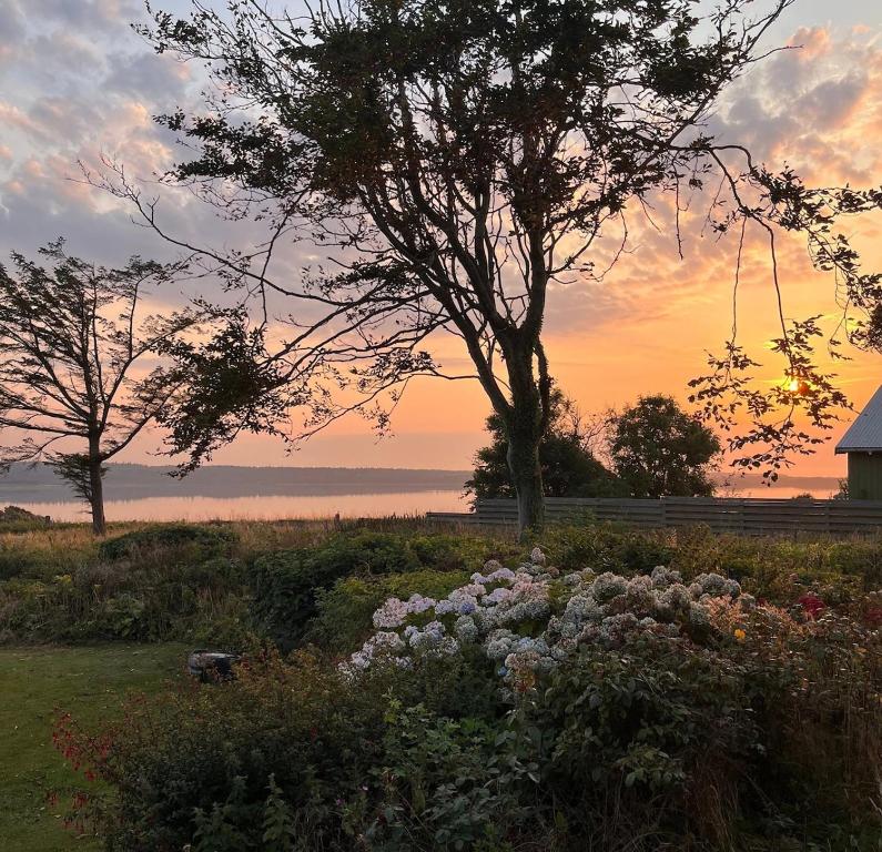 a field of flowers with a tree and a building at Lakehouse in Vester Vandet