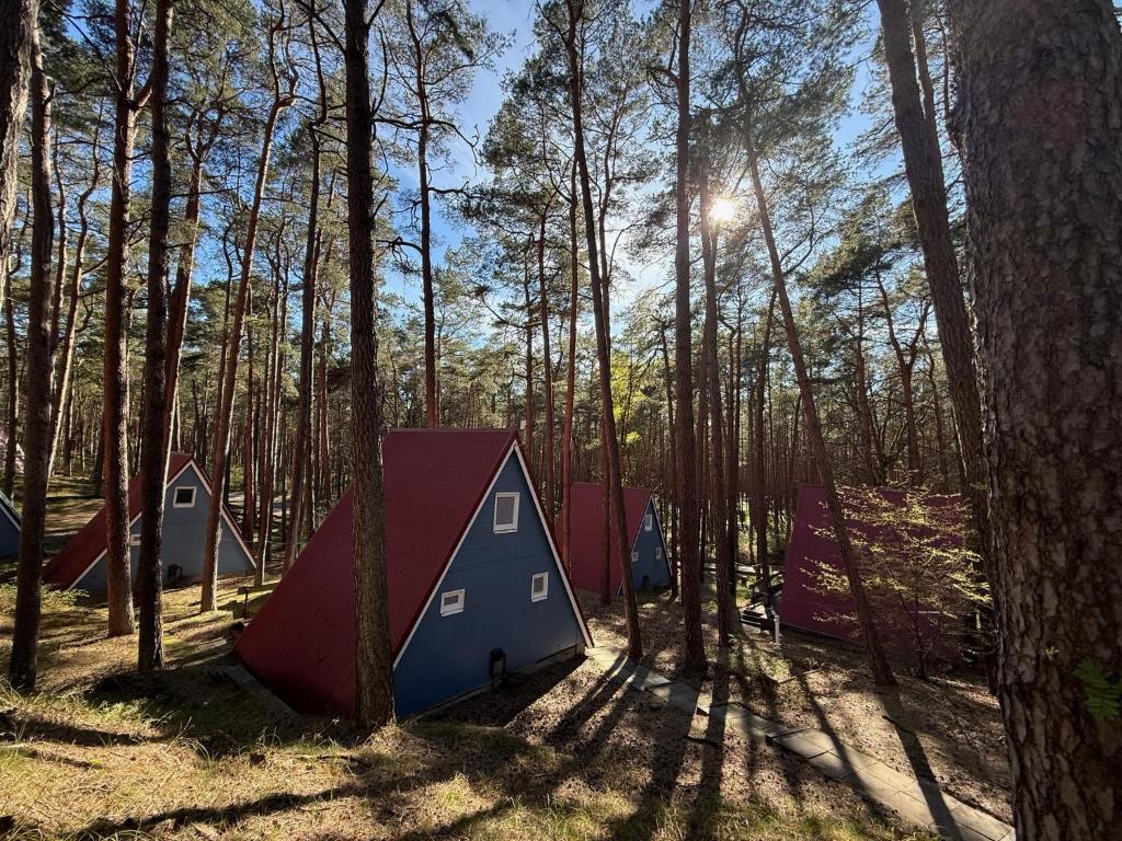 a group of tents in a forest with trees at Glücklich am Strand - Ruhe im Kiefernwald mit Terrasse & Hund willkommen - Heinrich in Trassenheide