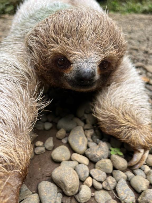 a baby sloth sitting on a pile of rocks at Paradizio in Coco