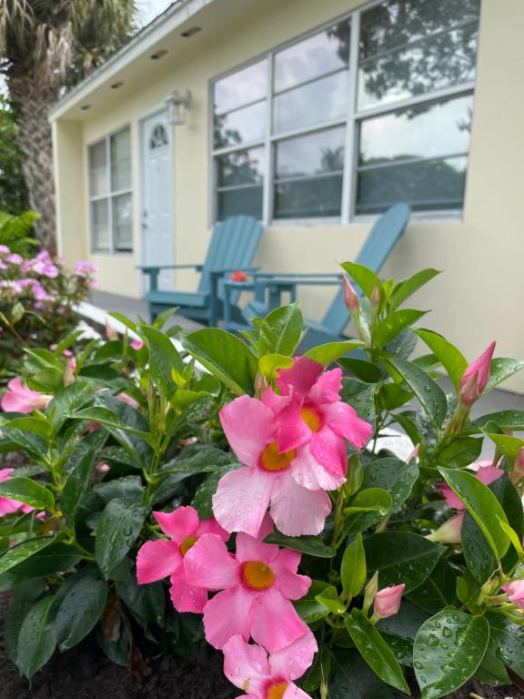 a bunch of pink flowers in front of a house at Conch Shell Cabana in Vero Beach