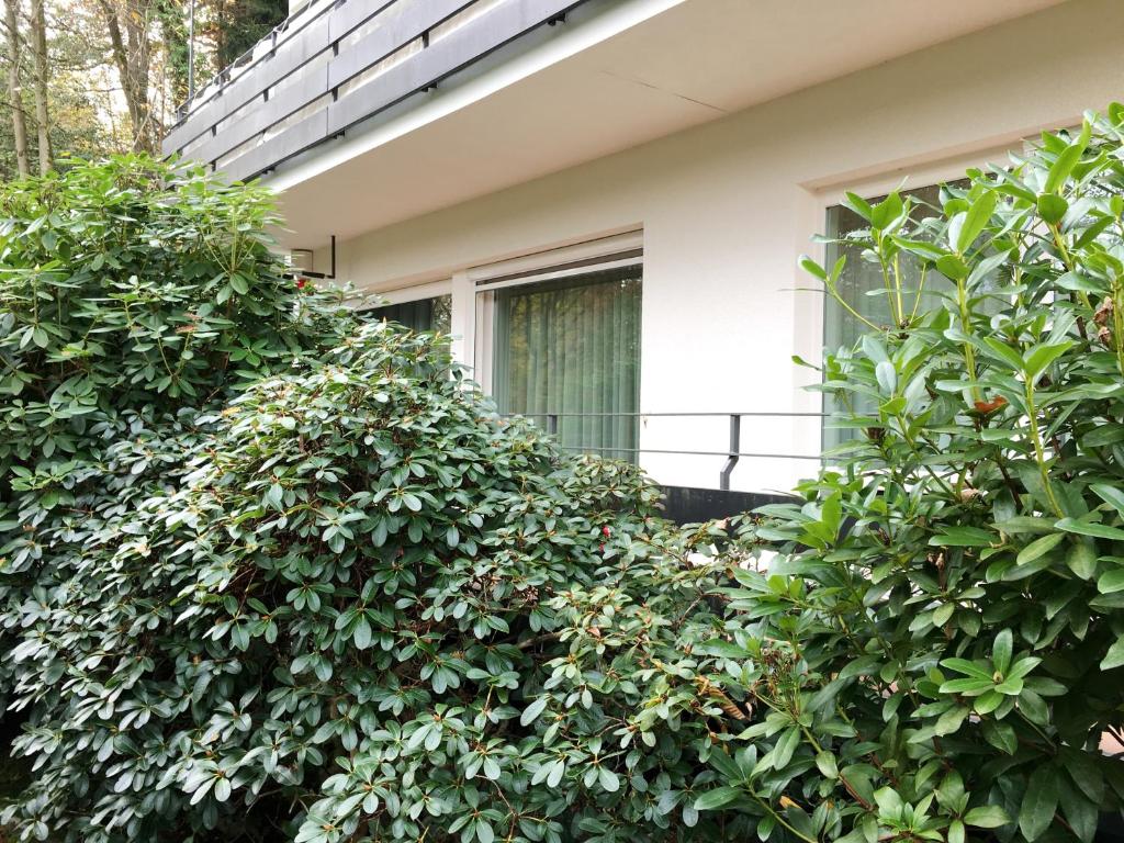 dos grandes arbustos verdes frente a una casa en Allee Apartment, en Baden-Baden
