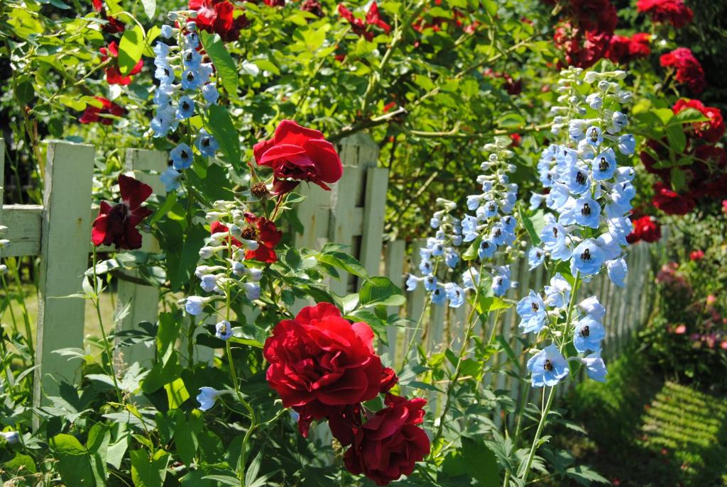 A garden outside Villa Hedi