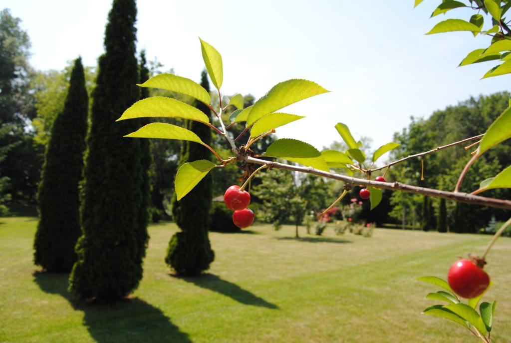 A garden outside Villa Hedi