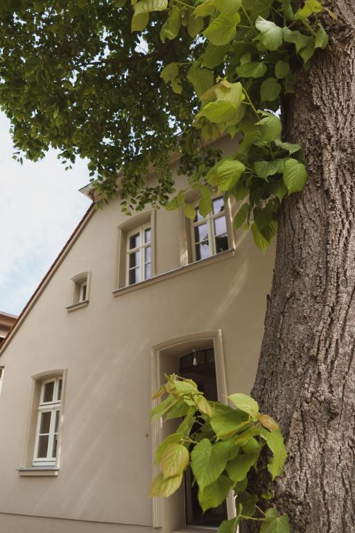 a white house with a tree in front of it at JETHON Appartement am Wasserturm 2 in Nienburg