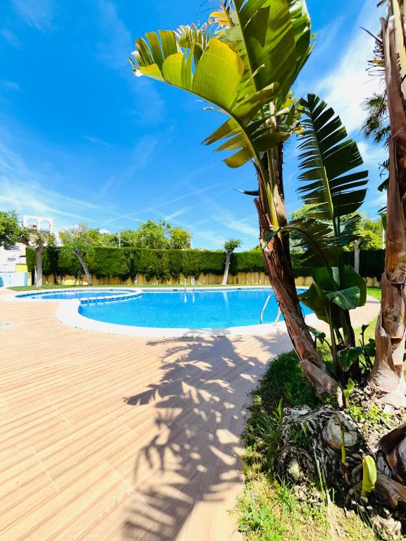 a palm tree next to a swimming pool at Costa Norte in Alcalà de Xivert