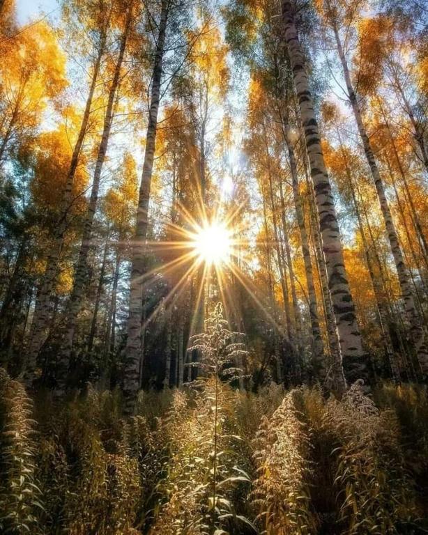 a forest with the sun shining through the trees at Dacha Pool and Grill in Karavan