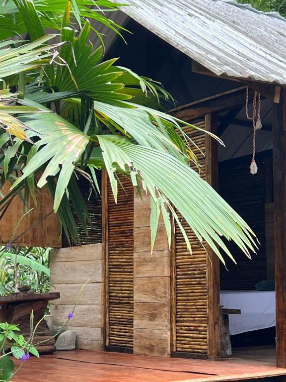 a wooden house with a palm tree in front of it at Ancestra black ecolodge in Nuquí