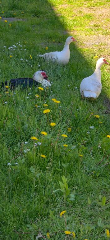 two ducks sitting in the grass in a field at Gwuni's Farm in Geithain