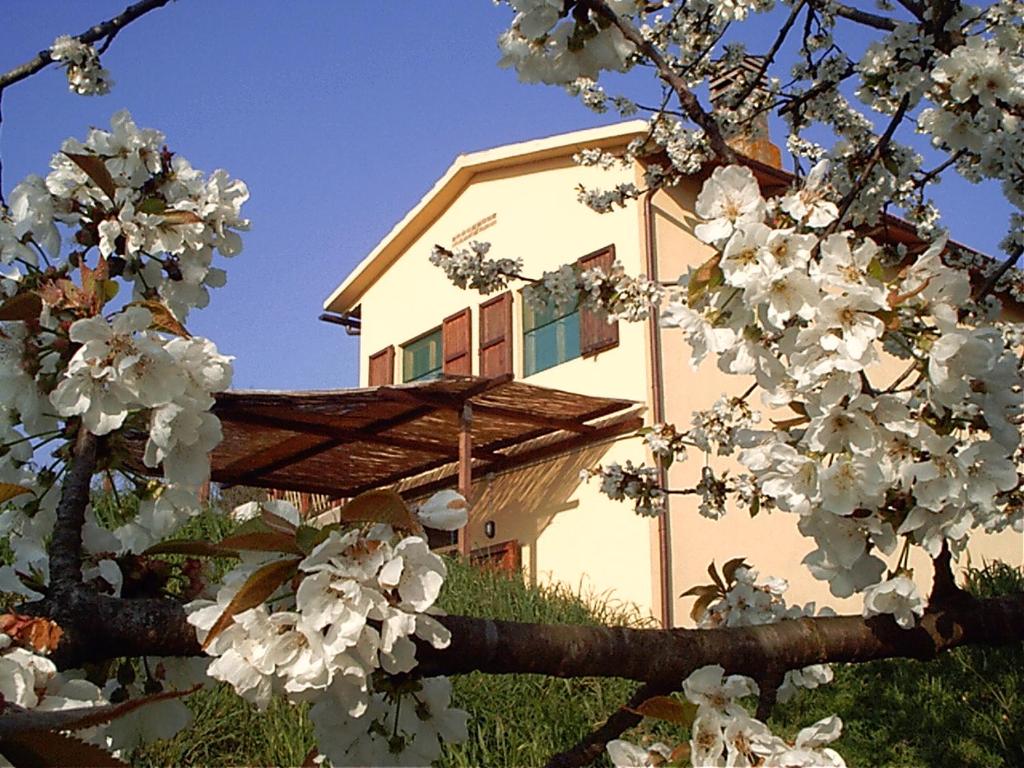 ein Gebäude hinter einem Baum mit weißen Blumen darauf in der Unterkunft Podere Mazzana in Marti