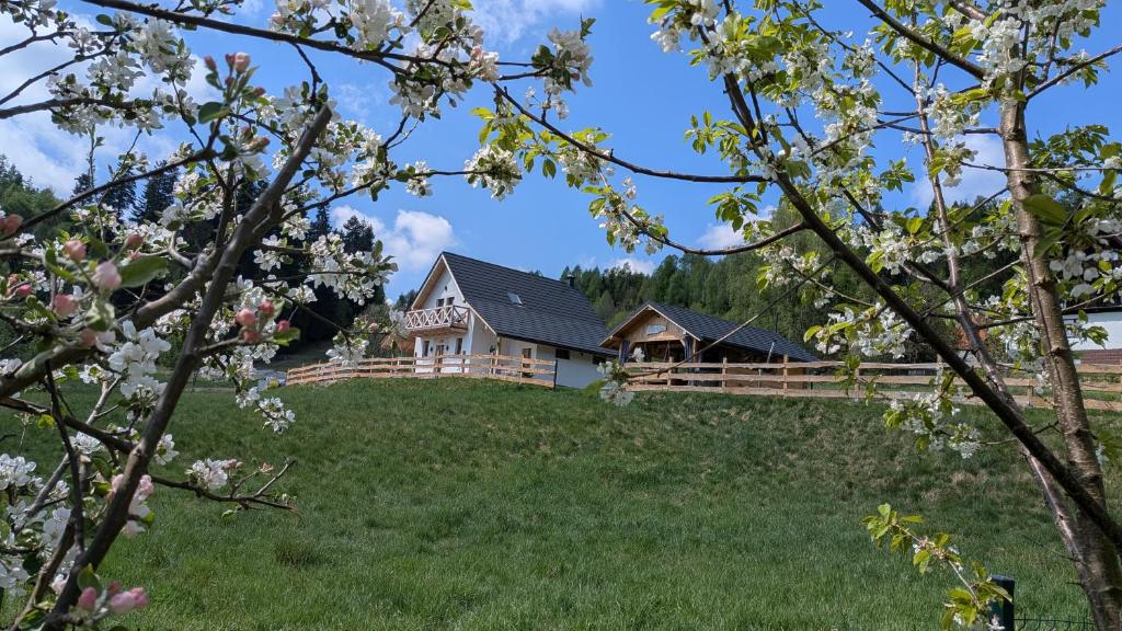 a house on top of a hill with flowering trees at Domek Za Skałą in Kamesznica