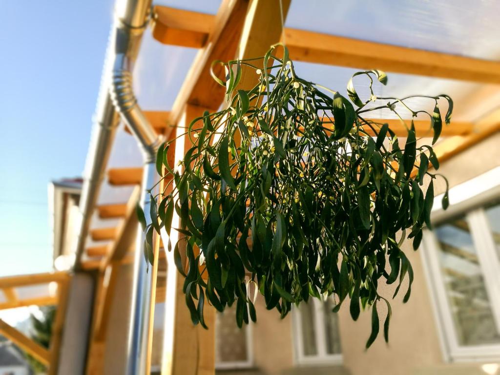 シャールヴァールにあるFagyöngyの屋根に垂れ下がる鉢植え