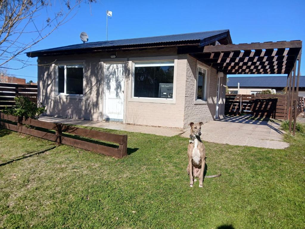 a dog standing in the grass in front of a house at Cabaña Alberto in Balneario Claromecó