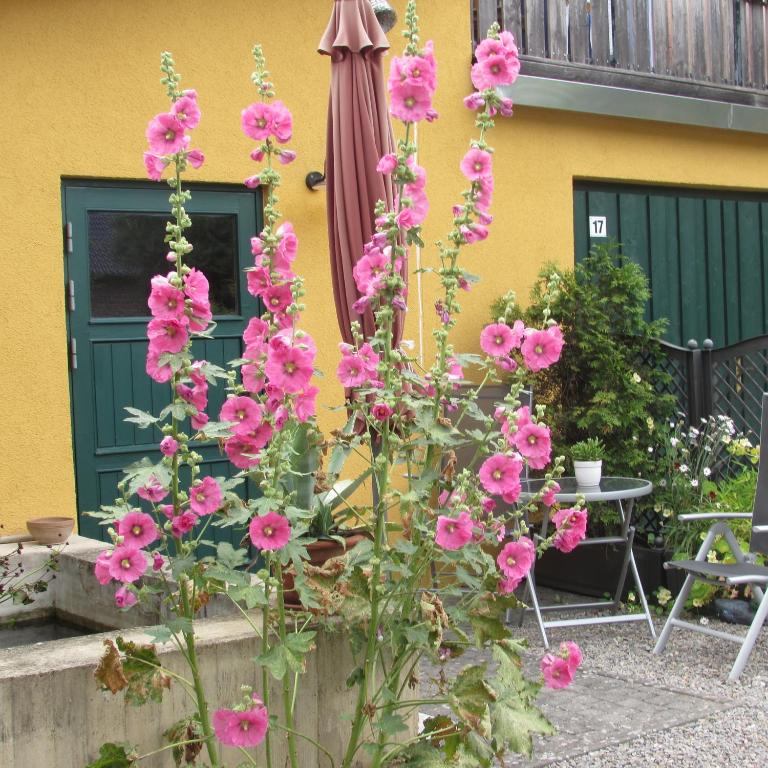 Zahrada ubytování Ferienwohnung "Eifelstueffje"