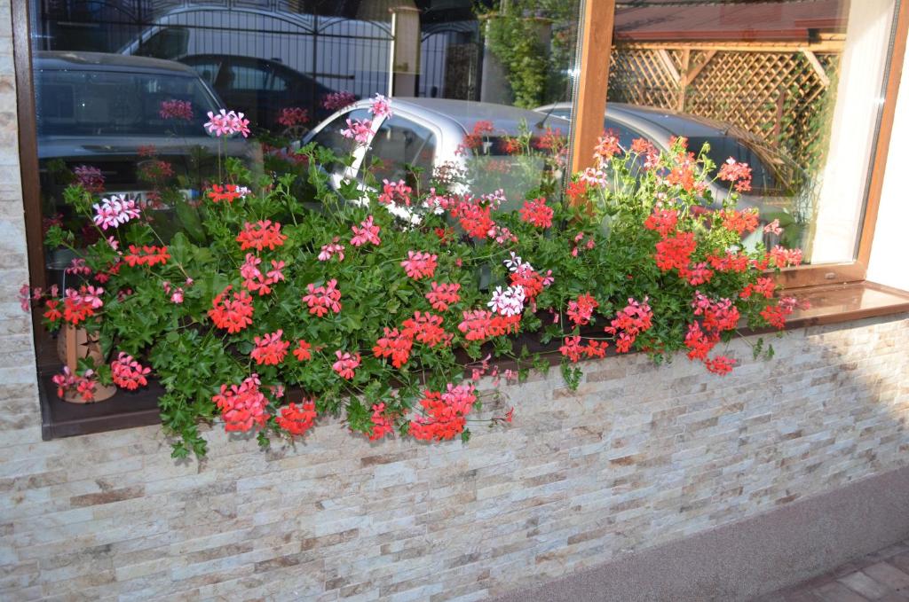 Zahrada ubytování Vila Andrei