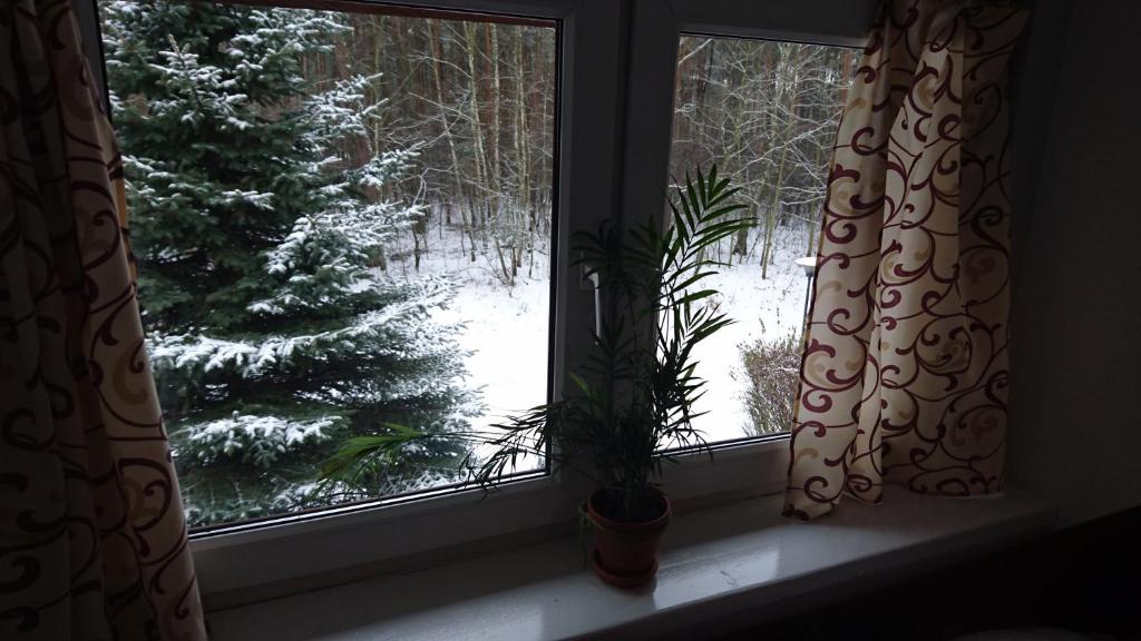 Gosciniec Lizawka - Resim 37