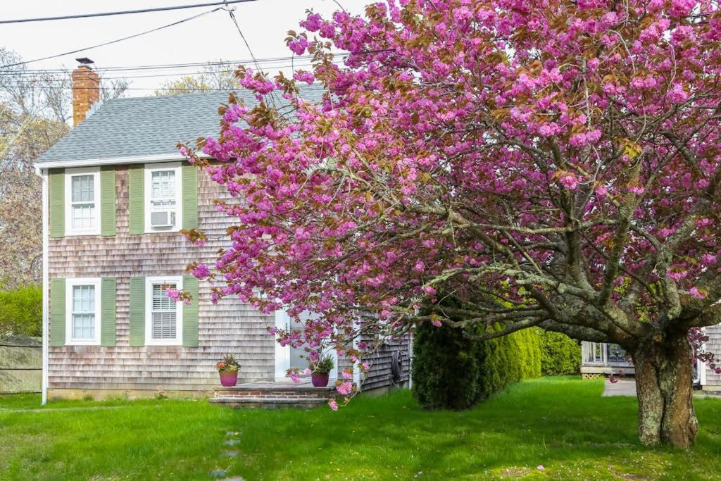 a pink flowering tree in front of a house at Island Sanctuary in Oak Bluffs