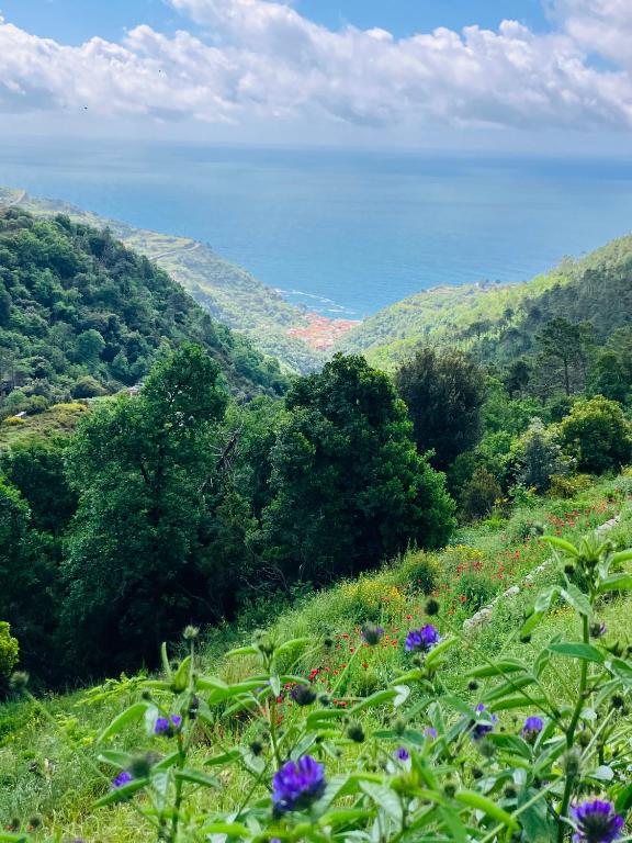 a hillside with flowers and the ocean in the background at Villa Gioia Agriturismo in Monterosso al Mare