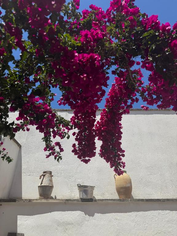 a group of vases sitting on a shelf with flowers at Nonna Annunziata, Casa tipica Salentina vicino le spiagge in Gemini