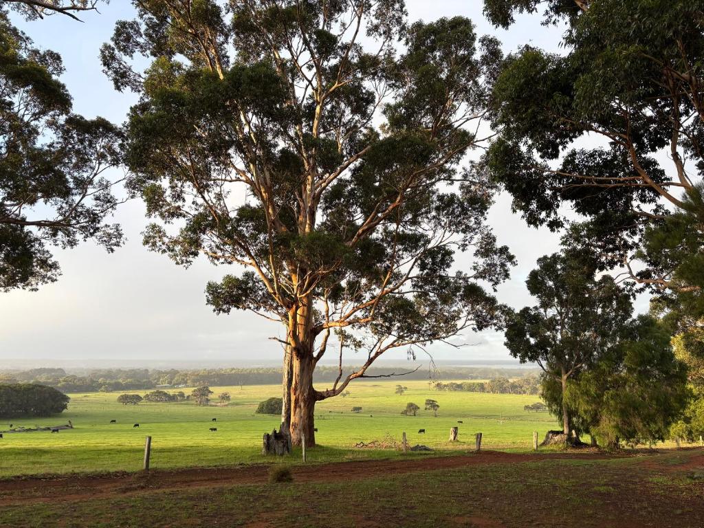 a tree in the middle of a field with cows at Augusta Sheoak Chalets in Augusta