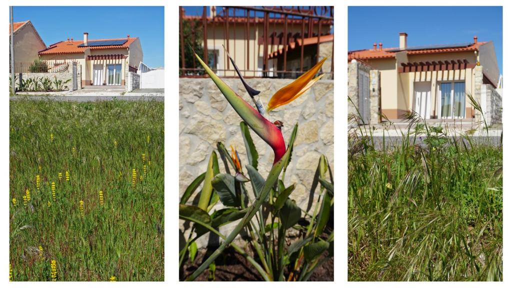 three pictures of a house and a flower in the grass at Paradisus III in São Martinho do Porto