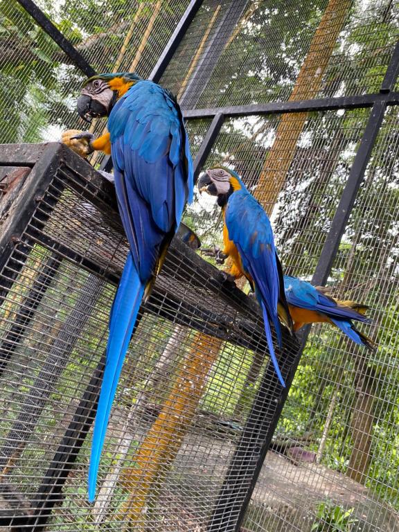 two blue and orange parrots standing on top of a cage at Farm House Villa in Ratnapura