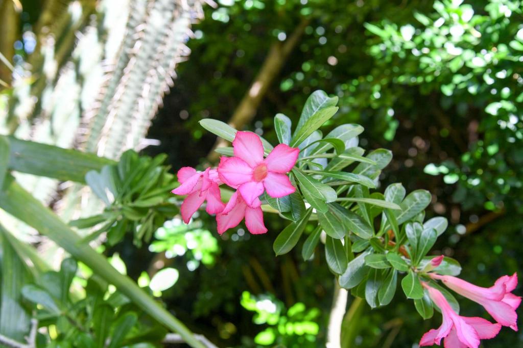 a group of pink flowers on a plant at L'escapade in Sainte-Anne