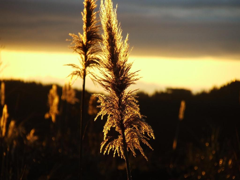 a field of tall grass with the sunset in the background at Dulce Hogar in Loja