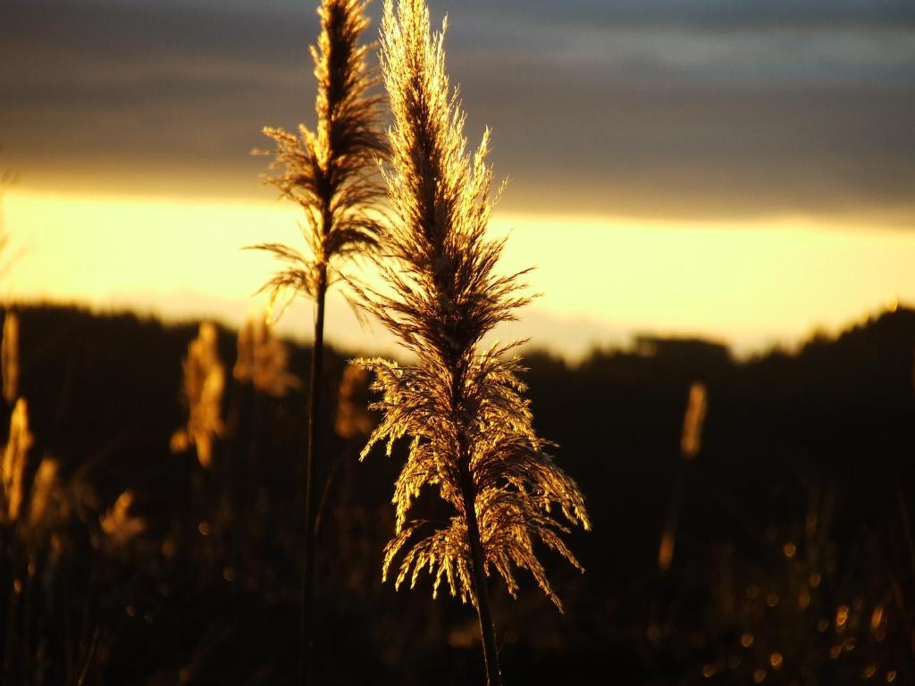 un campo de hierba alta con la puesta de sol en el fondo en Dulce Hogar, en Loja