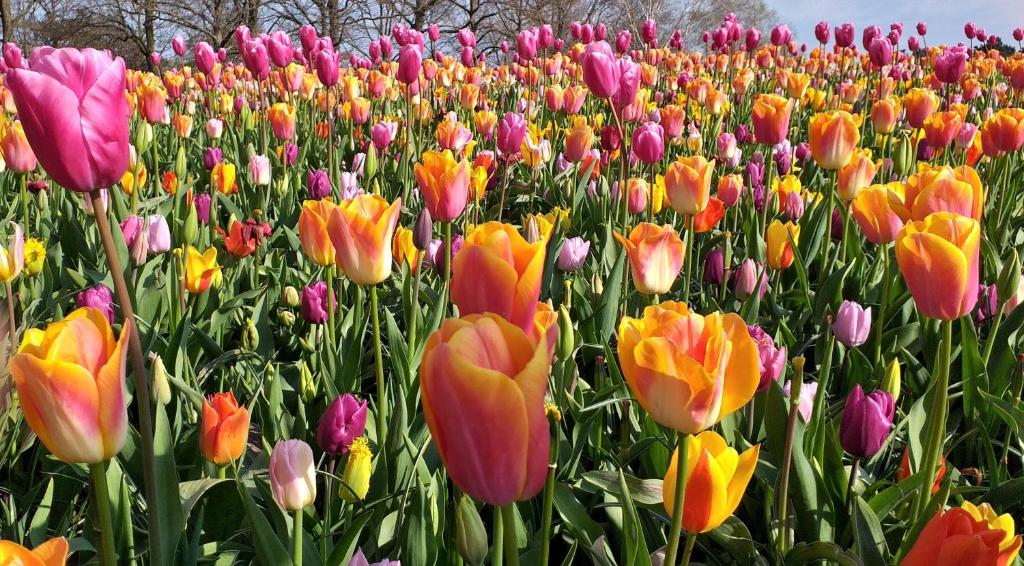 a field of colorful tulips in a field at Champel Cozy Studio in Geneva
