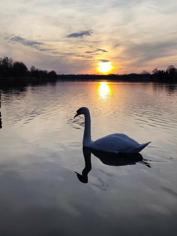 a swan swimming on a lake at sunset at Melba Vendégház in Dömsöd