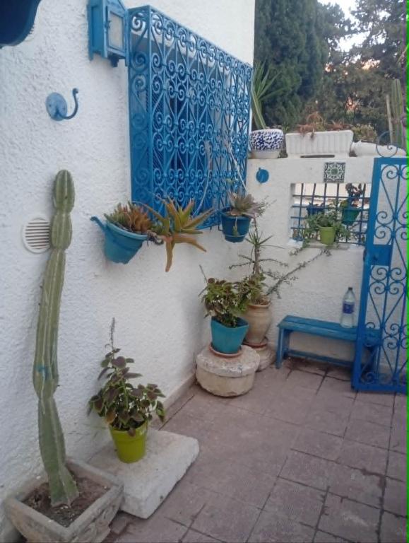 a patio with potted plants on a wall with a cactus at Summer House in Dar Salah Bey