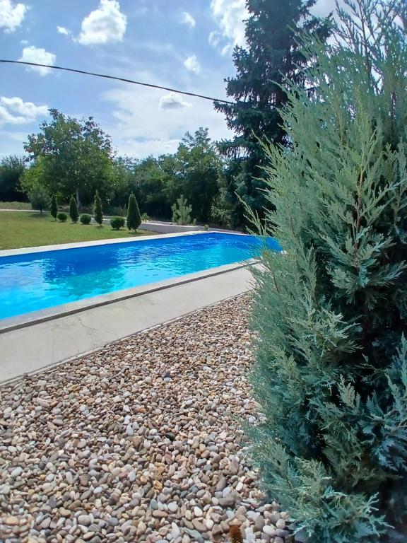 a pine tree next to a swimming pool at OAZA Miokus in Miokus
