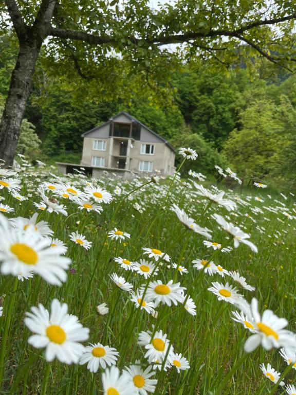 a field of white flowers in front of a house at Guest House Tobuldar in Kʼveda Marghi