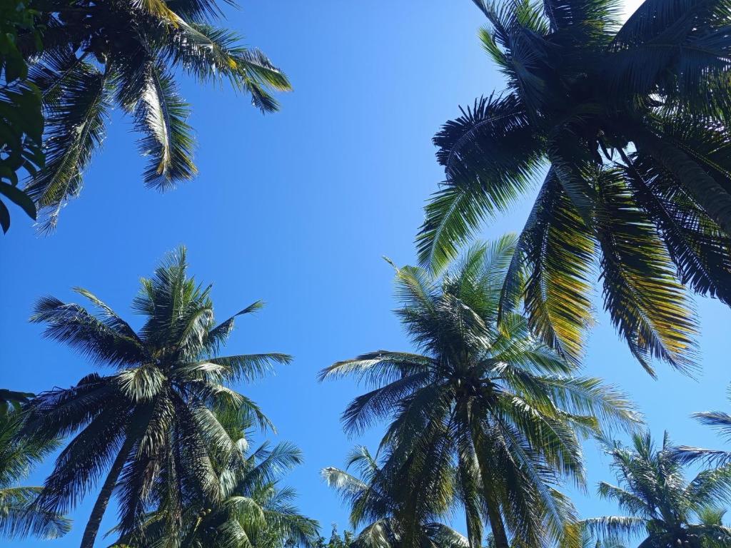 a group of palm trees against a blue sky at A2 Coconut in Pulau Sarang