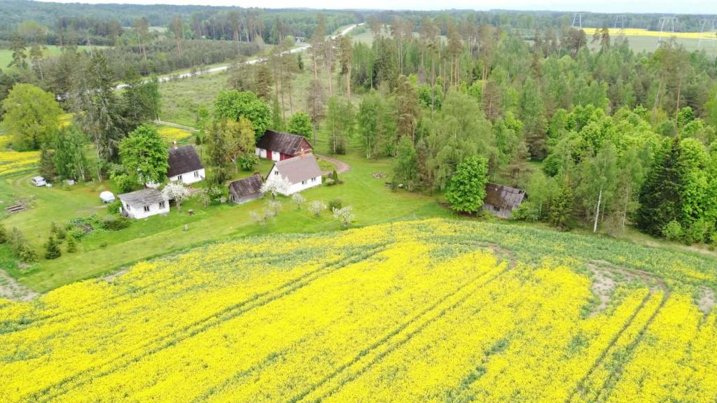 an aerial view of a field of yellow flowers at Sepa Talu in Aakre