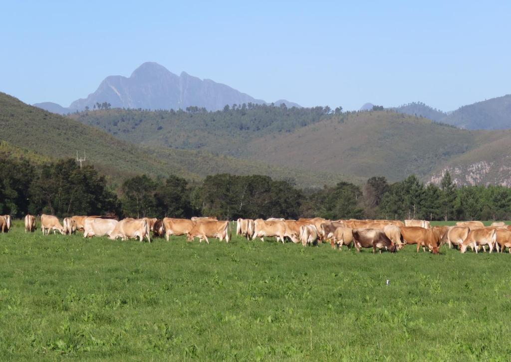 a herd of cows walking in a field of grass at Natures Way Farmhouse in The Crags